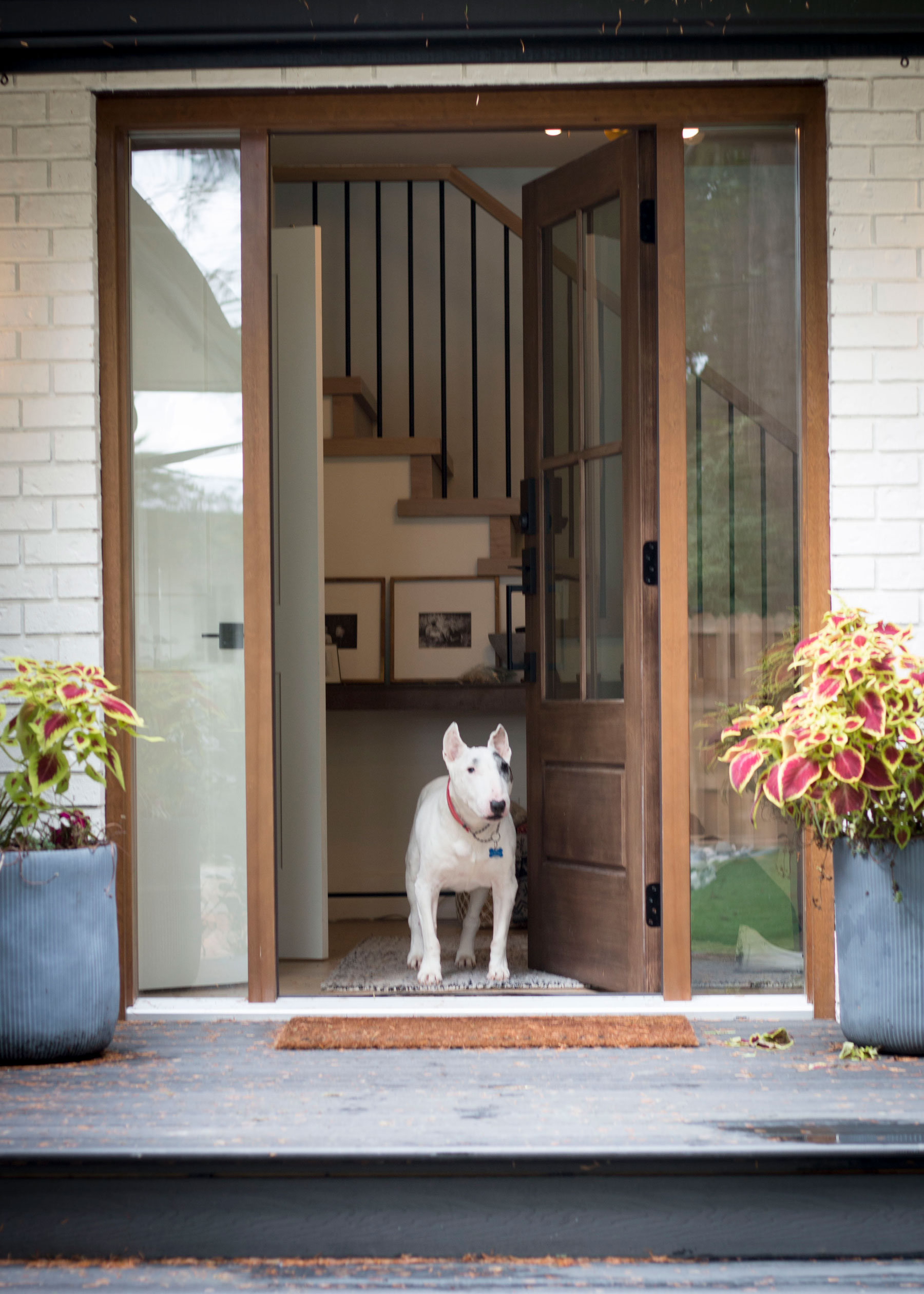 A welcoming front entry with a wooden door, stylish landscaping, and a white bull terrier standing in the doorway—showcasing the impact of curb appeal on home value.